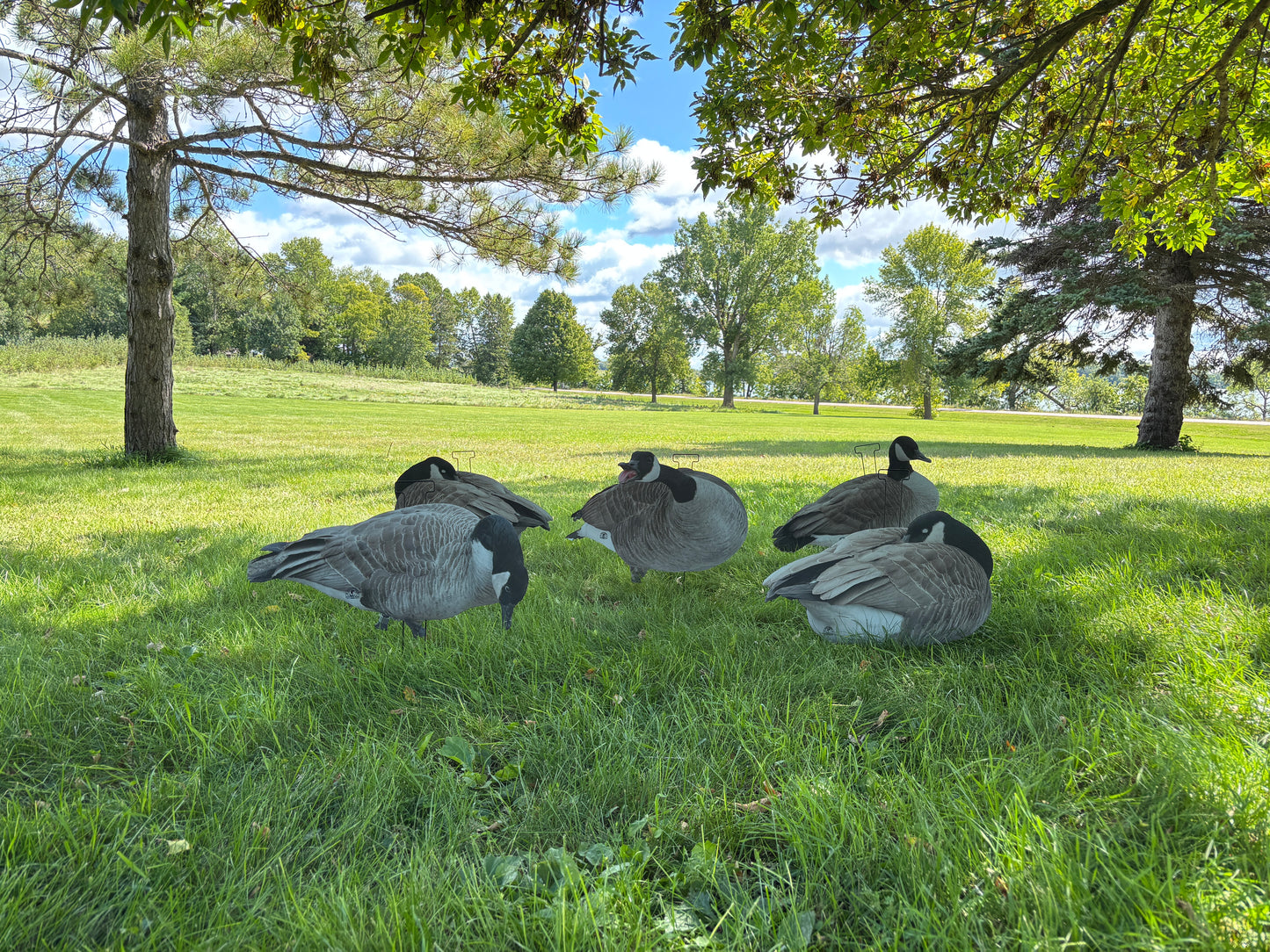 M1 Canada Goose Silhouette Decoys