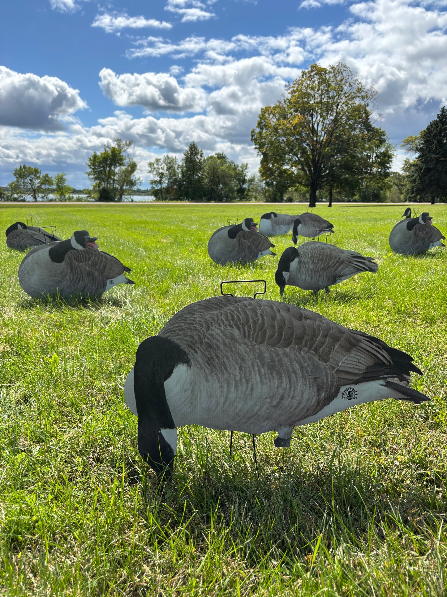 M1 Canada Goose Silhouette Decoys