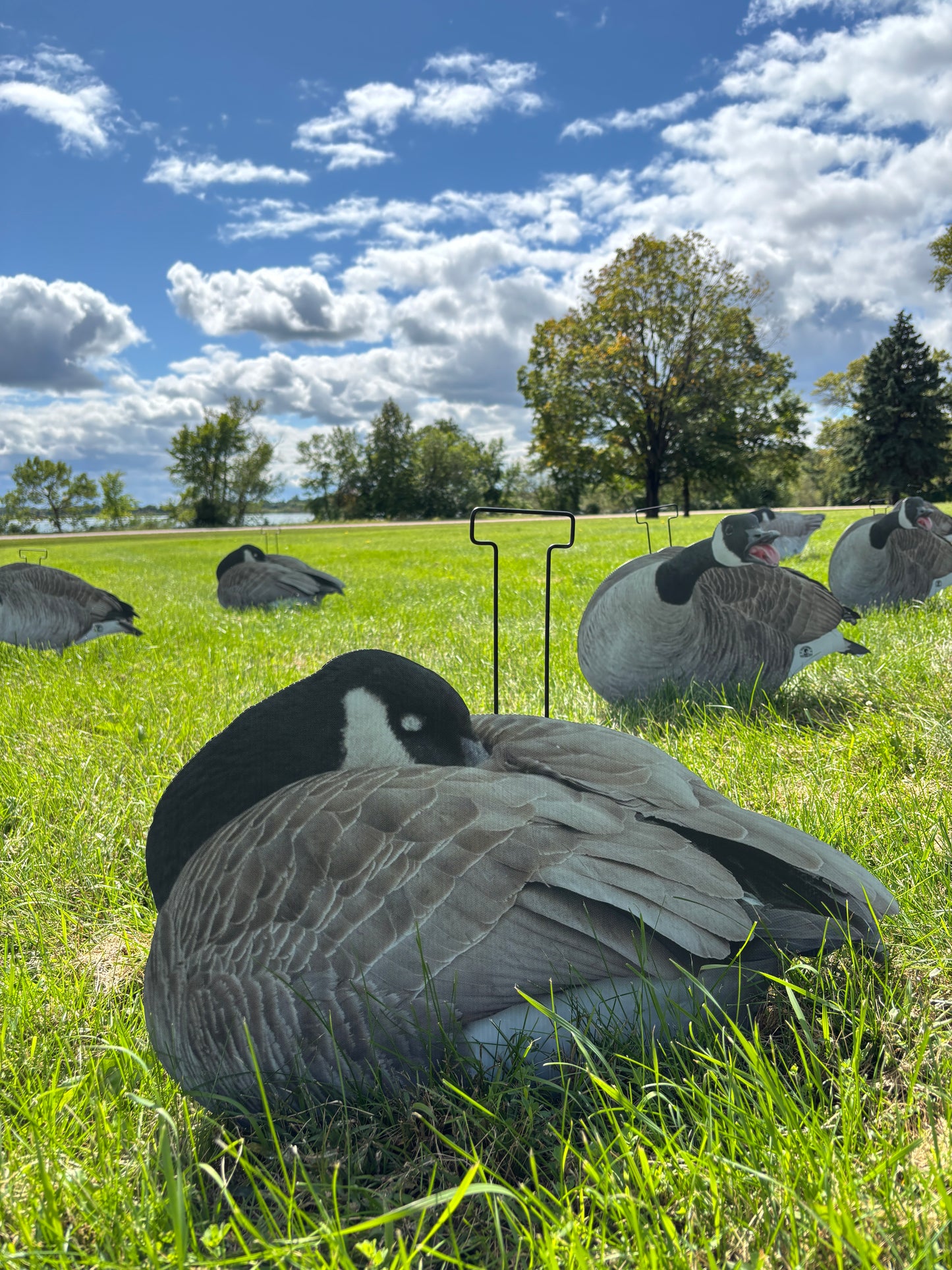 M1 Canada Goose Silhouette Decoys