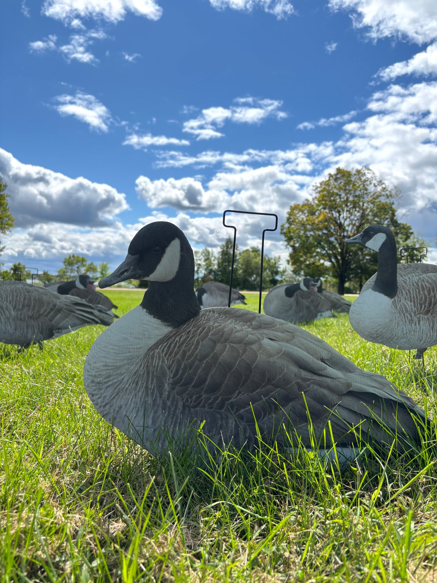 M1 Canada Goose Silhouette Decoys