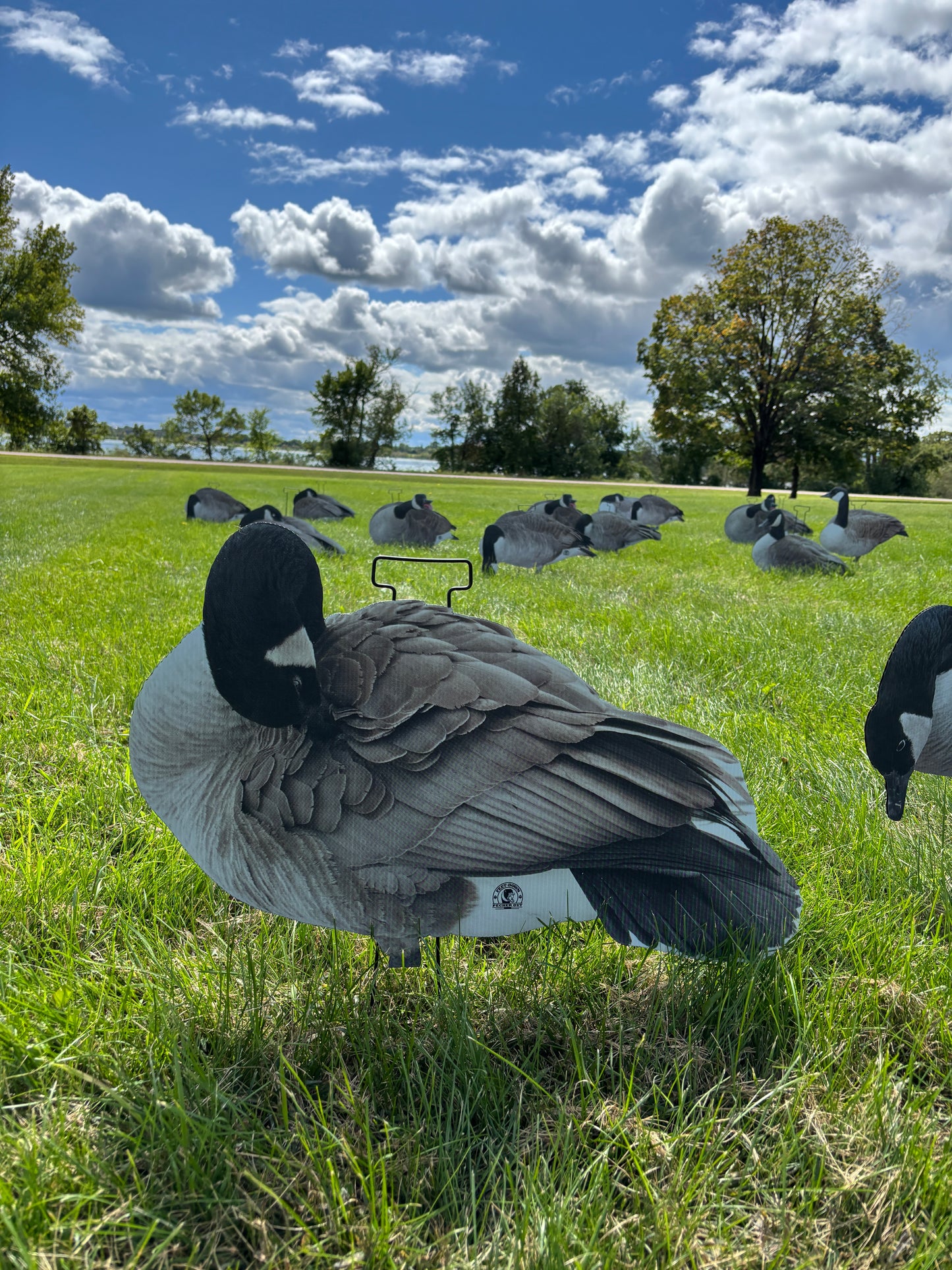 M1 Canada Goose Silhouette Decoys
