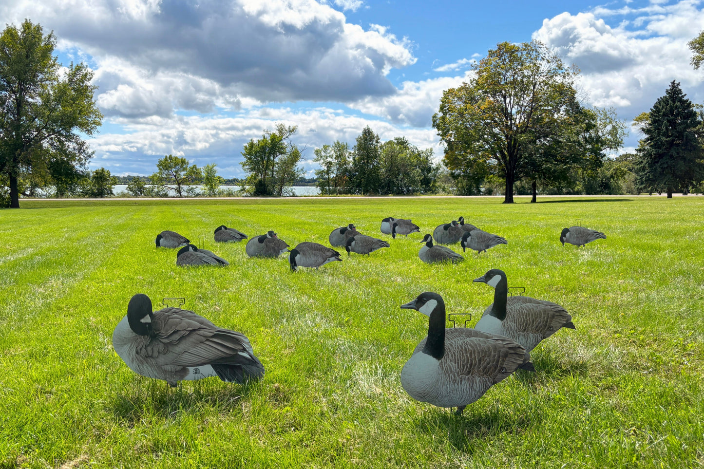 M1 Canada Goose Silhouette Decoys