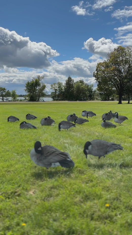 M1 Canada Goose Silhouette Decoys